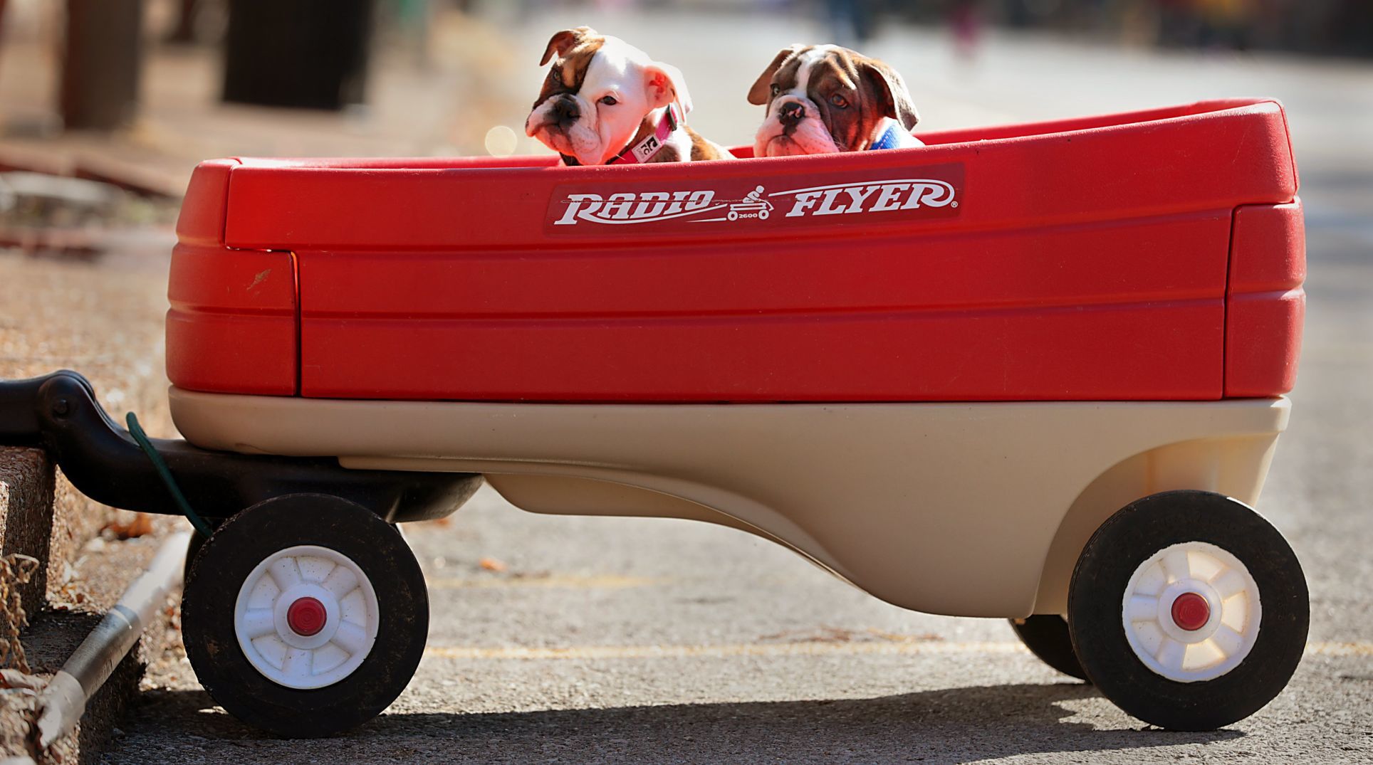 Purina Pet Parade barks through Soulard
